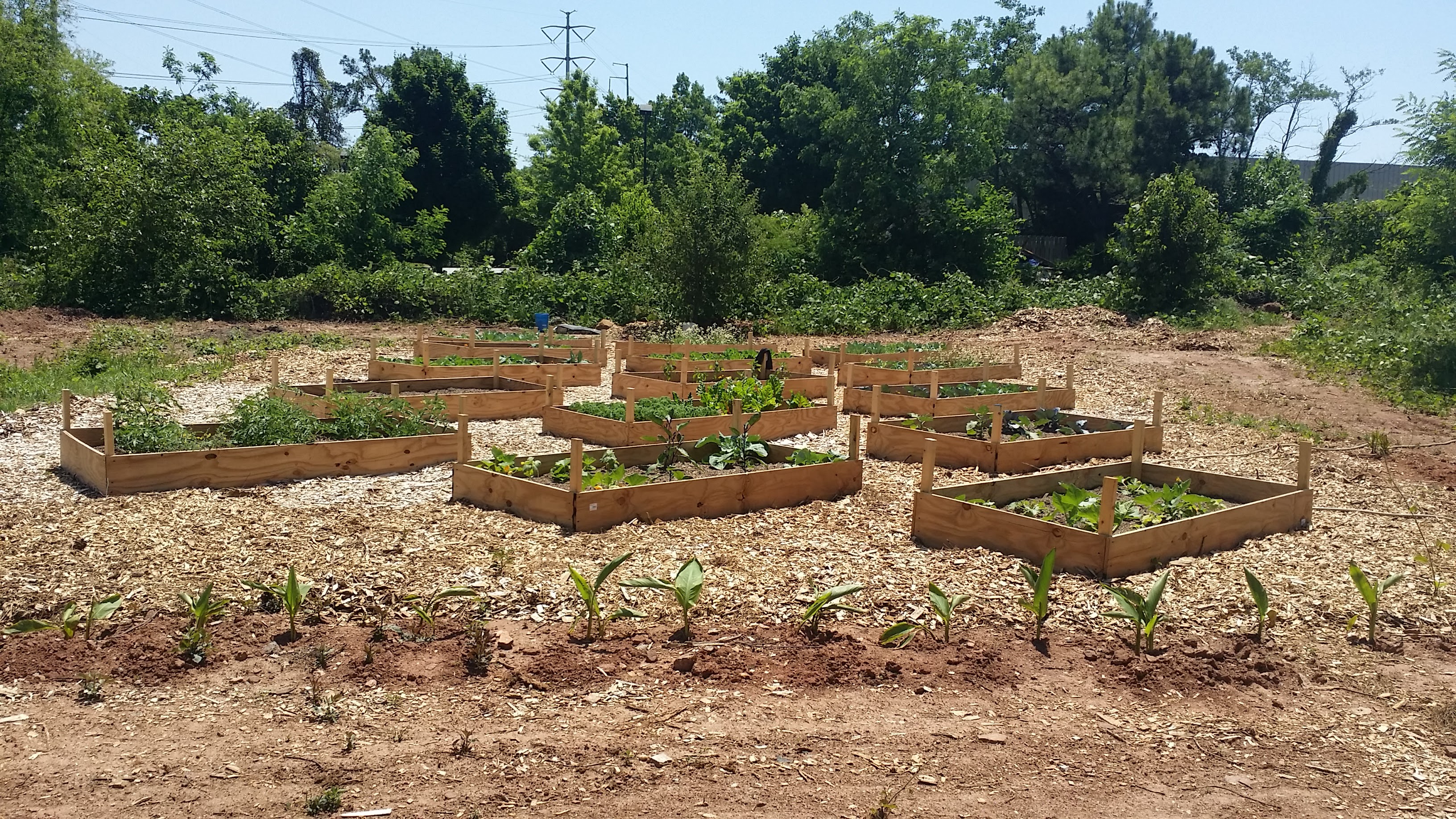 You are currently viewing Crops are growing, First Fruits are here!